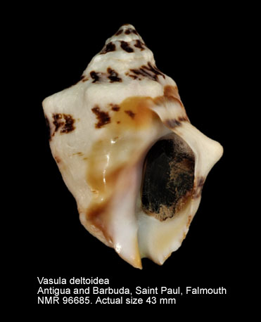 Vasula deltoidea (4).jpg - Vasula deltoidea (Lamarck,1822)